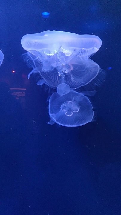 Jelly Fish