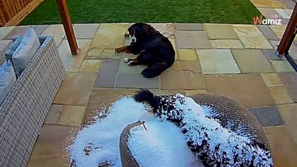 Les chiens font une sieste bien méritée : ce qui semblait être une bonne idée provoque l'hilarité générale (vidéo)