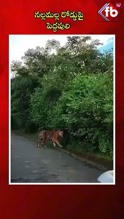 నల్లమల్ల రోడ్డుపై పెద్దపులి| #tiger #nallamallaforest #roadtrip #ytshorts #viralshort  | FBTV NEWS