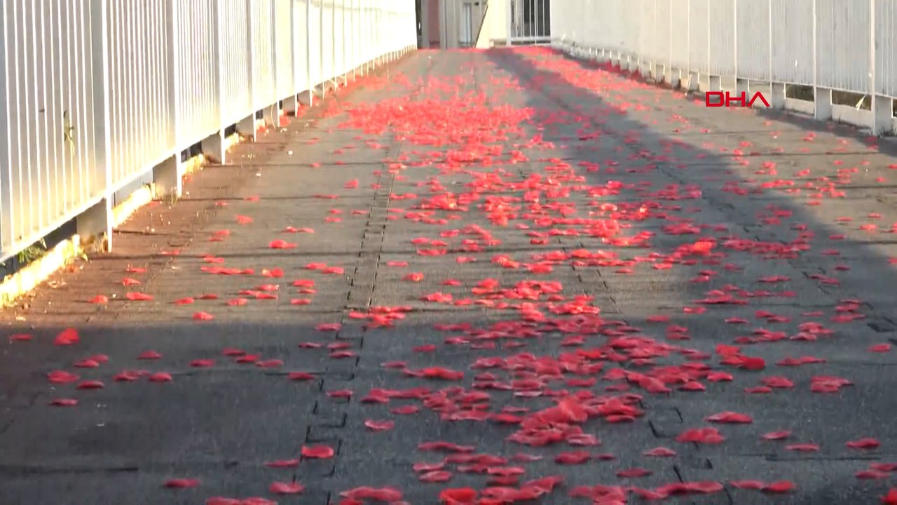 Avcılar'da üst geçitte kırmızı gül yaprakları