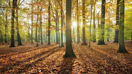 Audiolibro Mi Licántropo - Primera Parte | Romance y Misterio