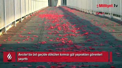 Avcılar'da üst geçide dökülen kırmızı gül yaprakları görenleri şaşırttı