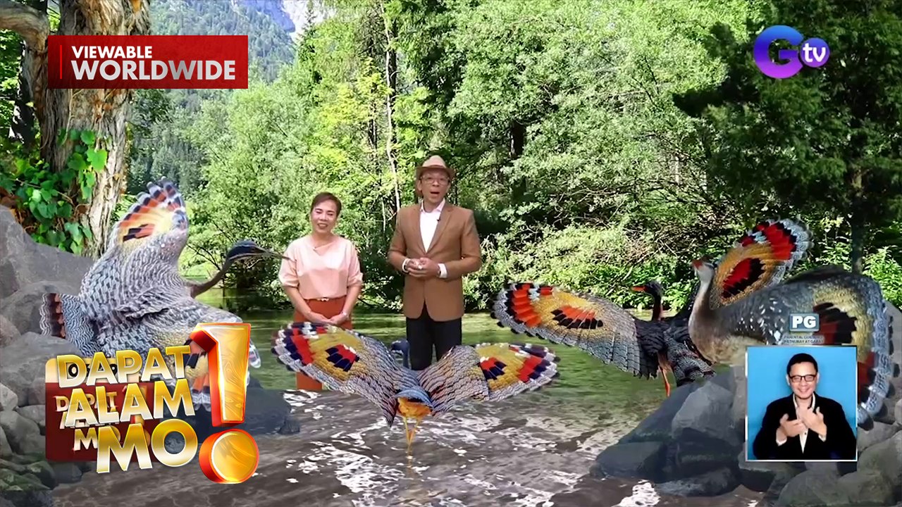 Isang uri ng ibon, nagmistulang higanteng paruparo dahil sa pakpak nito | Dapat Alam Mo!