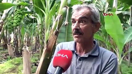 ANTALYA Örtüaltına geçişle muz üretimi 12 aya yayıldı (VİDEO EKLENDİ)