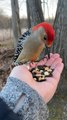 Feeding Birds by Hand