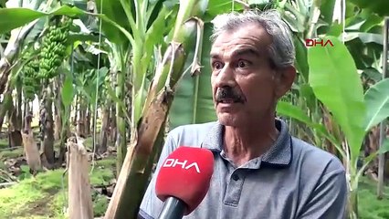 ANTALYA Örtüaltına geçişle muz üretimi 12 aya yayıldı (VİDEO EKLENDİ)