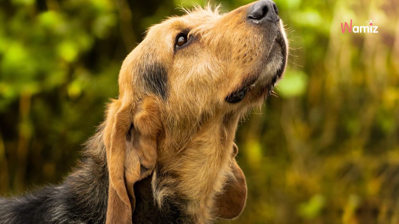 Le refuge trouve un ancien pensionnaire en divagation : au téléphone, l'adoptante du chien fait une réponse hallucinante