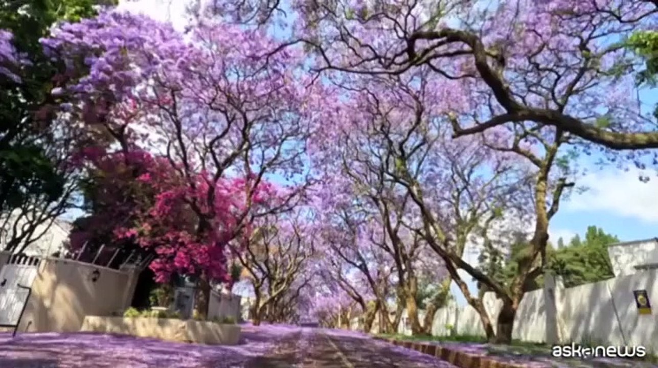 Pretoria si tinge di blu e viola per la fioritura della jacaranda