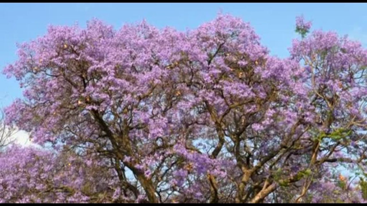 Pretoria si tinge di blu e viola per la fioritura della jacaranda