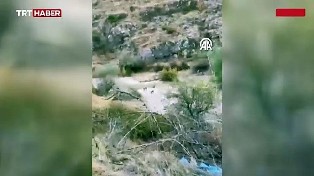 Nesli tükenme tehlikesi altında olan vaşak Malatya'da görüntülendi