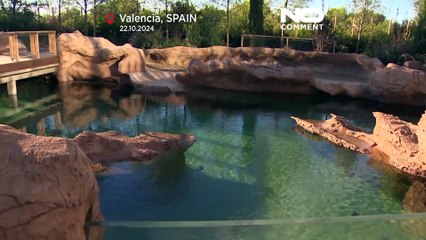 No Comment : en Espagne, 22 tortues relâchées en mer