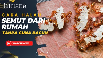 Cara Halau Semut Dari Rumah Tanpa Guna Racun