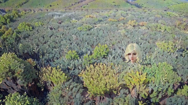 Scolytes et maladie de l’encre : les forêts françaises en danger face au réchauffement climatique