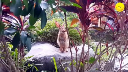 Rabbits | Nature's Gentle Hoppers and Their Fascinating World!