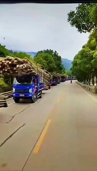 China truly has abundant resources,look at the scale of bamboo transportation.Truck.Lorry  #竹子 #毛竹