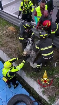 Capriolo salvato nel Naviglio grande