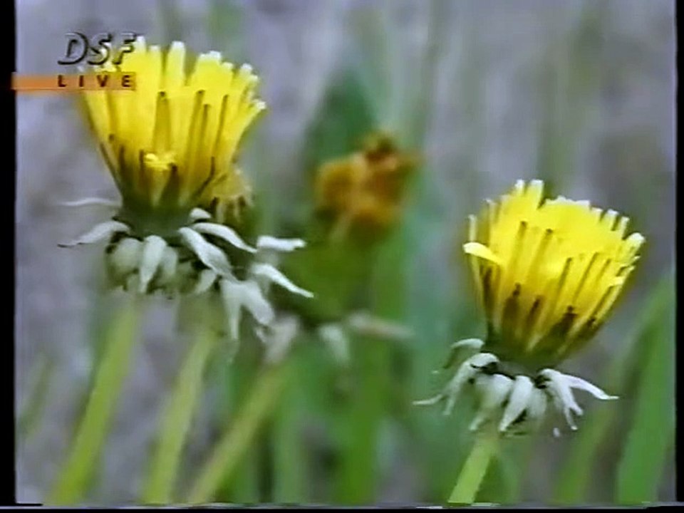 STW 1995 - Zolder - Rennen 2