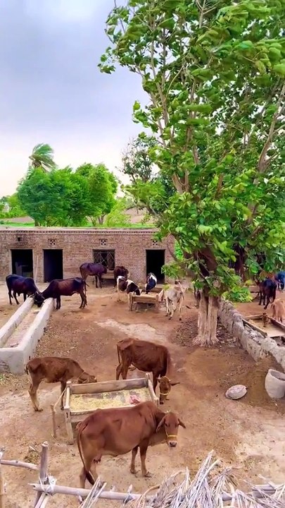 Mera Pind