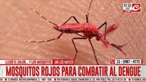Liberan miles de mosquitos rojos para combatir el dengue