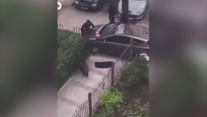 Reino Unido se ríe del bochornoso intento de la policía de detener a un jabalí que siembra el terror en Madrid