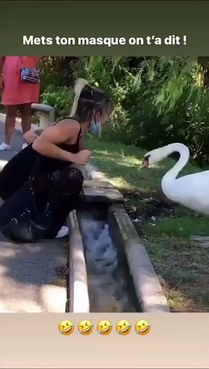 Ce cygne déteste les gens qui mettent mal le masque...