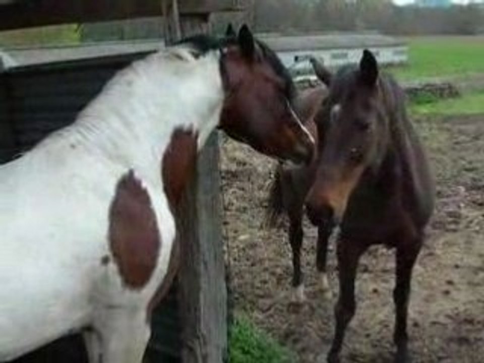 inca et buftie