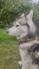 promis c'est pas les miens !