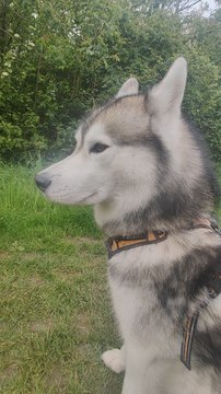 promis c'est pas les miens !