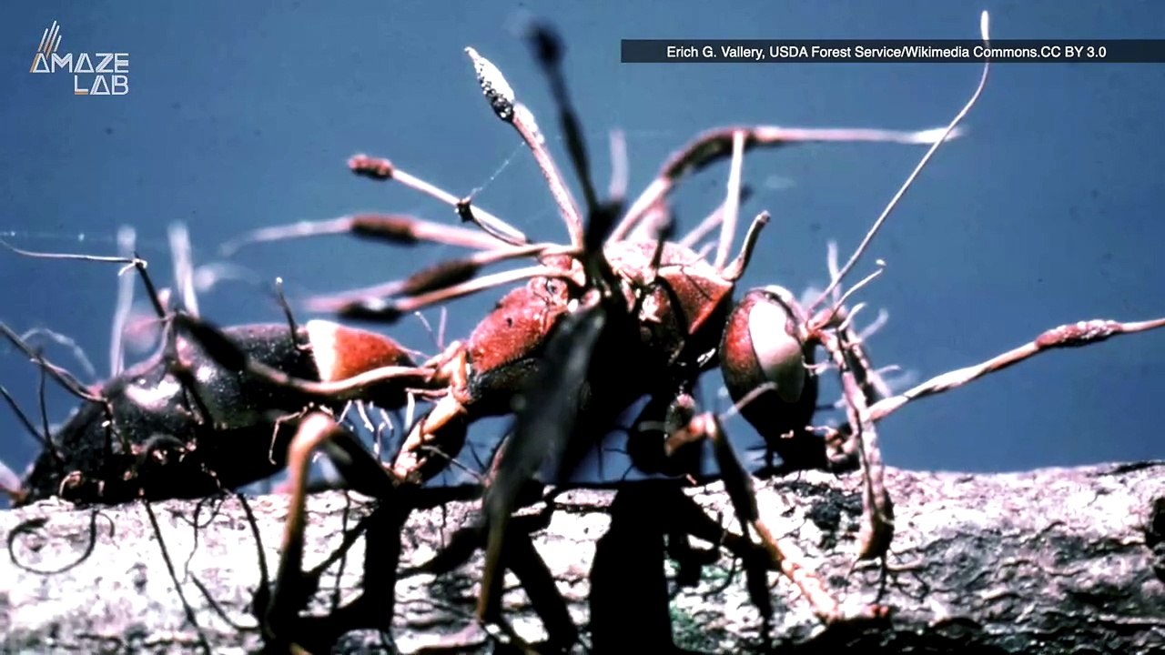 Could a Fungal Pandemic Like in the ‘The Last of Us’ Actually Happen?