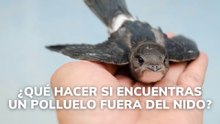 Qué hacer si encuentras un polluelo fuera del nido