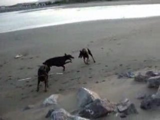 titi et alter toujours le grand amour