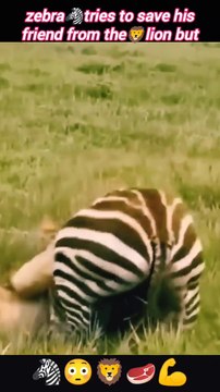 Lionvs zebra | lion attacks zebra | lion hunting | #trending #animals #wildlife #nature