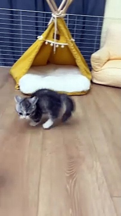 Funny video 01