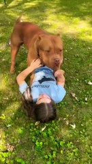 Daily motion shorts BULLY TEMPERAMENT _american bully _bully _shorts