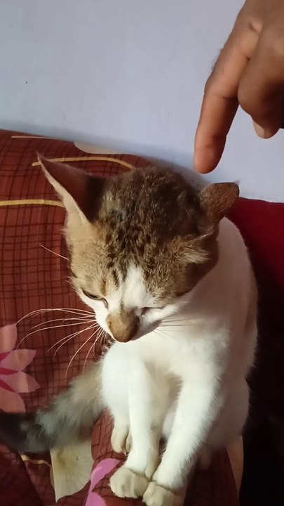 Beautiful Sweet Cute Cat