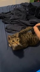 Tải video: Cat React Dramatically as Owner Pretends to Poke Him With Prop Knife