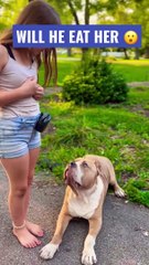 GIANT PITBULL AND young DOG TRAINER _american bully _dog training _shorts