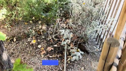 À Marseille, des furets utilisés pour la chasse aux rats dans les parcs