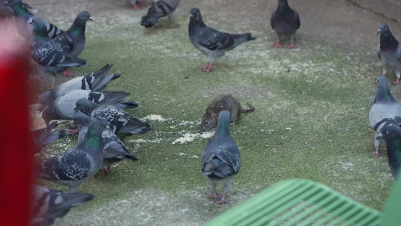 À Marseille, des furets utilisés pour la chasse aux rats dans les parcs