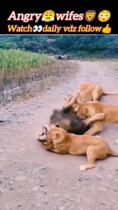 Angrywife | lion vs lioness | lion attack | #trending #animals #nature