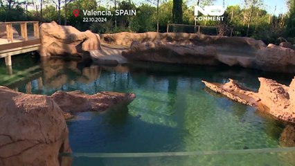 İspanya'da 22 caretta caretta kaplumbağası denize bırakıldı