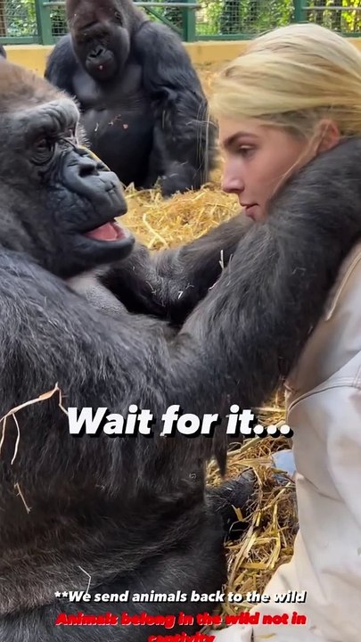 Such a special moment today when tambaby had her arms around me and would not let go I have known these gorillas my whole life and from thousands of hours spent together have been able to develop a compl