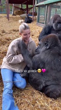 Tambaby At our rescue sanctuary we are the only people in the world to have ever sent a gorilla back to the wild now nearly 80 free and a 95-96% survival rate proving rewilding can be done