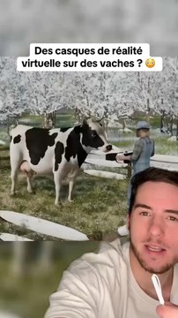 Des casques VR sur des vaches ?