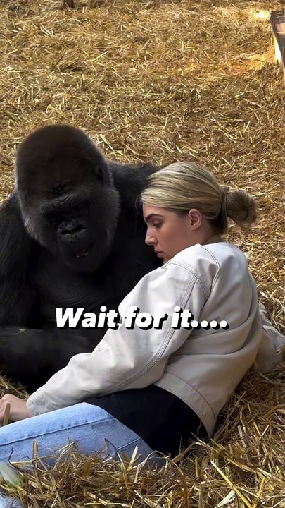 Tambaby being so gentle climbing ove  me   I have known Tambaby  my whole life and from thousands of hours spent together have been able to develop a completely natural relationship with them ... NO trai