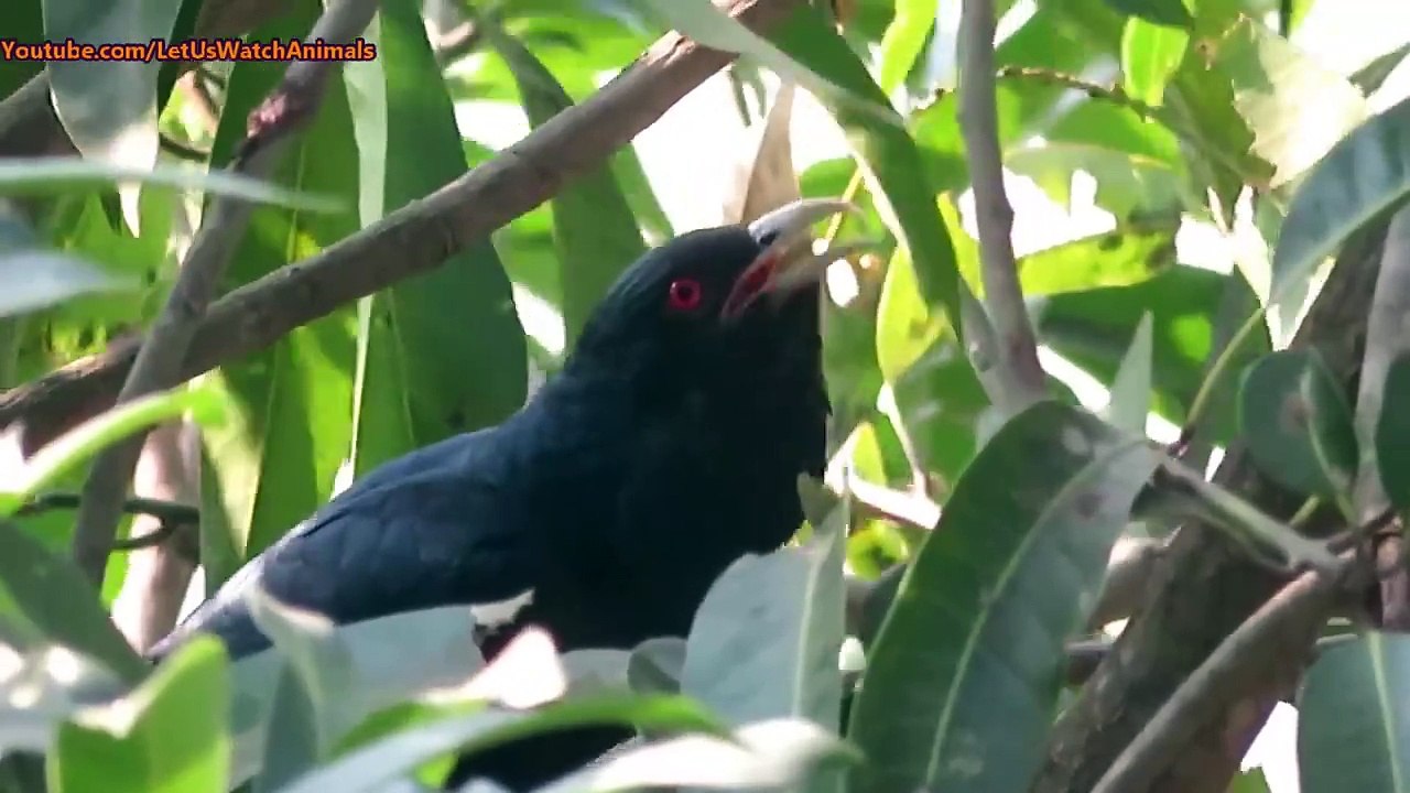 Koel bird singing sound - Cuckoo Song - കുയില്‍നാദം - कोयल की आवाज - Koyal ki awaz(720P_HD)