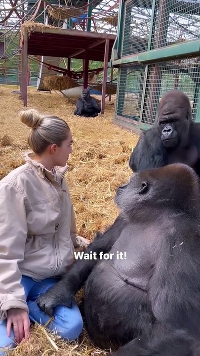 The way he just grabs me   kifu and tambaby . This video is at our  sanctuary where rescue and we then send animals back to the wild. To this day we are only people that have ever sent a gorilla back to th