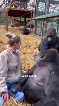 The way he just grabs me kifu and tambaby . This video is at our sanctuary where rescue and we then send animals back to the wild. To this day we are only people that have ever sent a gorilla back to th