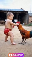 Boy Fighting with Hen funny video