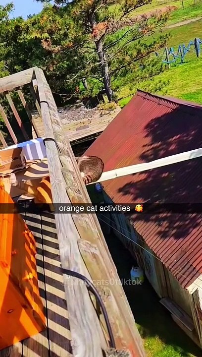 Orange cat behaviour | Funny cat Videos | Best of the 2024 funny cats video |